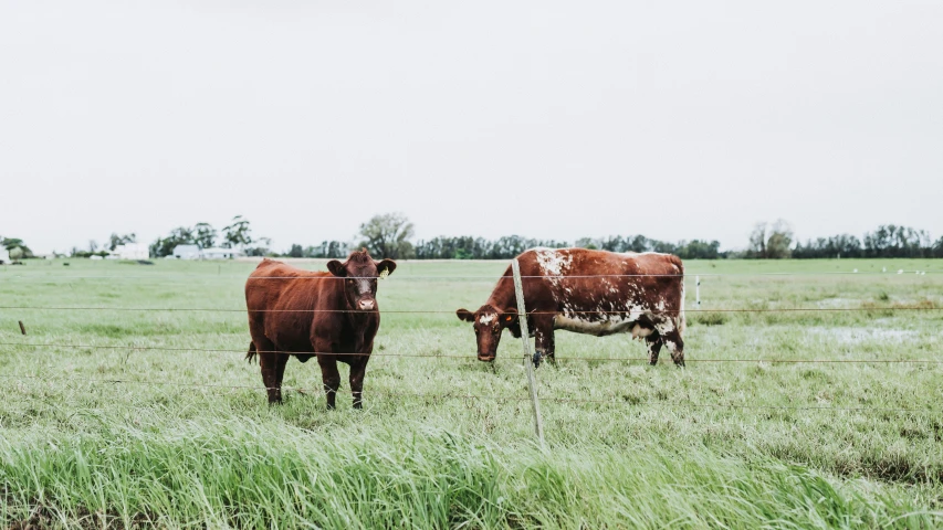 a group of brown cows standing on top of a green field