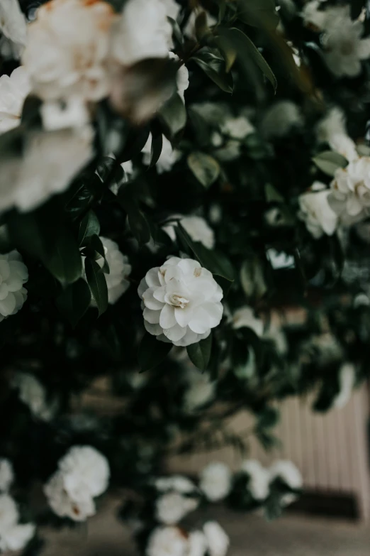 white flowers grow around on the wooden floor