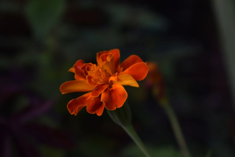 a single orange flower sitting alone in a garden