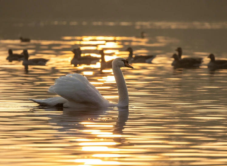 swans in water with birds in the background