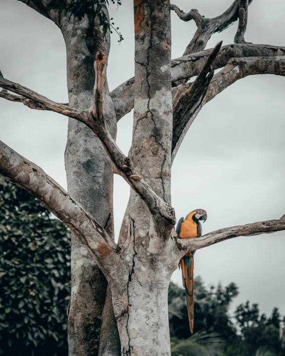 an orange and black macaw sitting in a tree