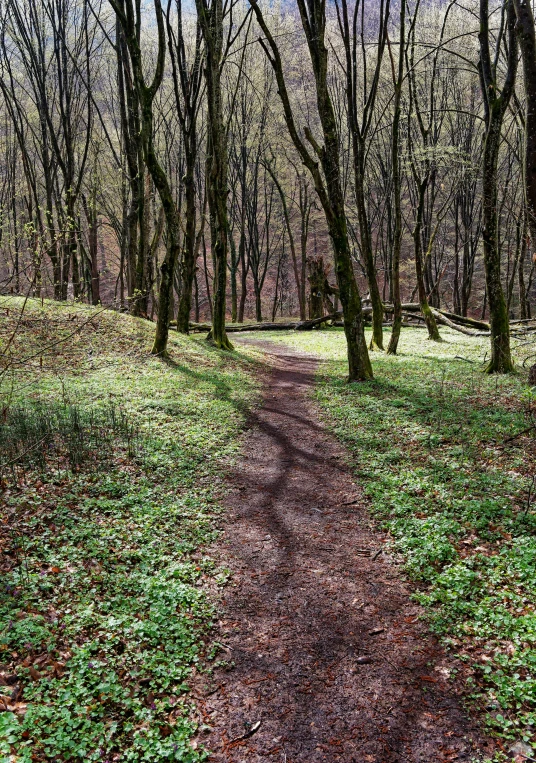 a trail in a forrest of leaf covered trees