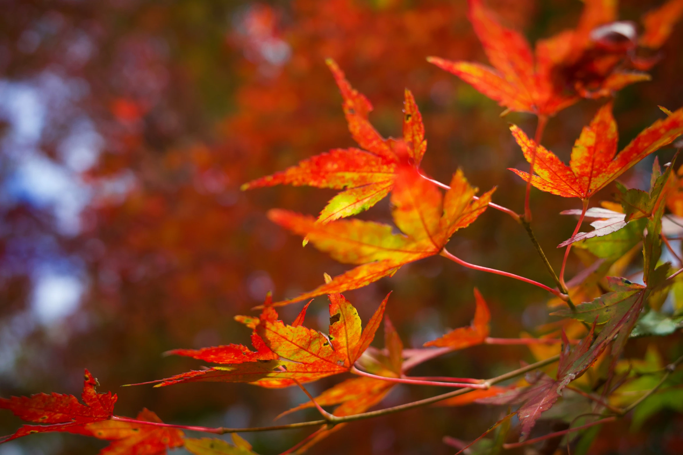 red leaves in the foreground are yellow and green