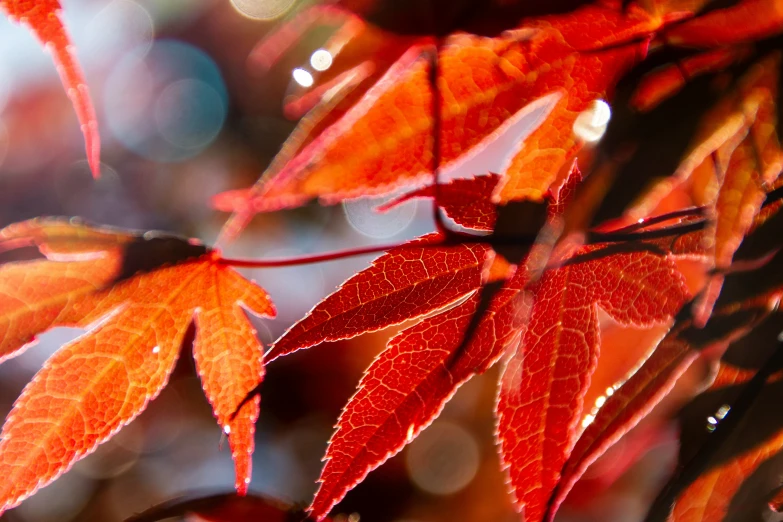 bright red leaves of an oak tree in the fall