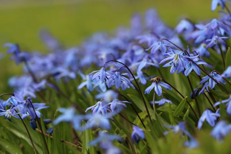 flowers grow in the grass beside the water