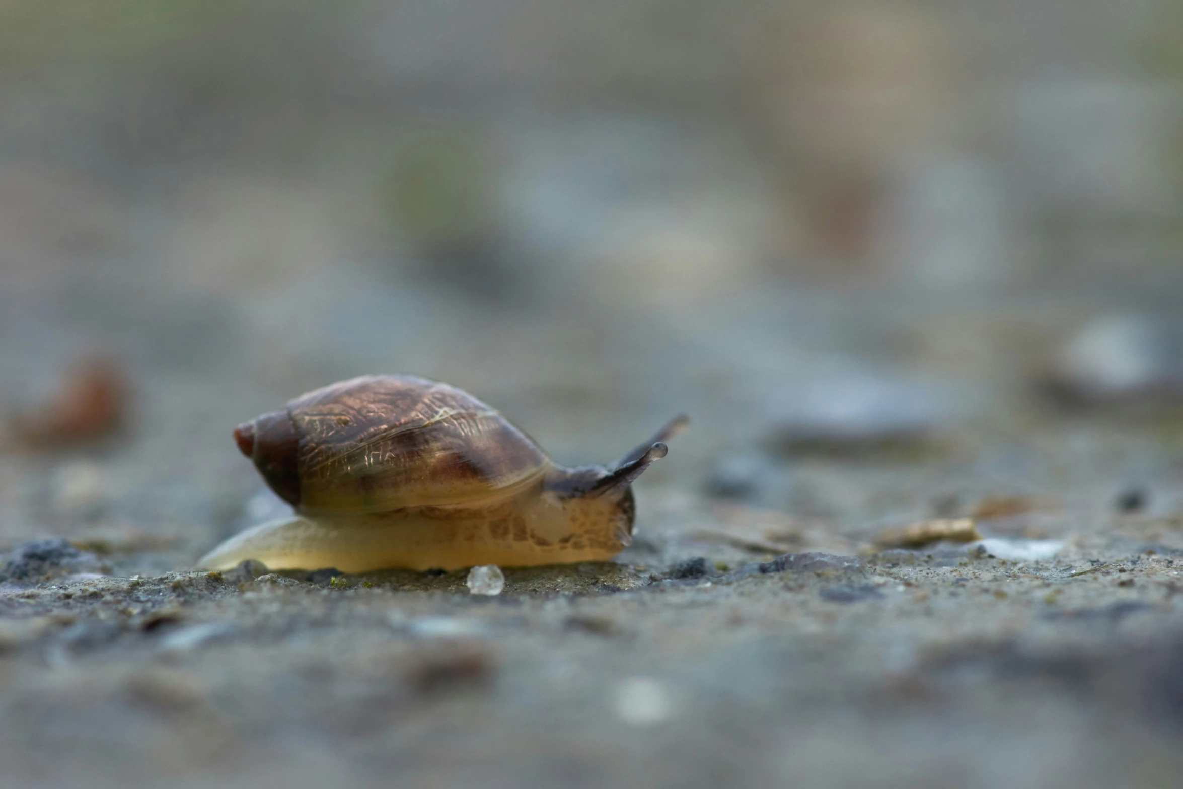 a snail with its mouth open crawling through a ground