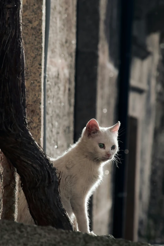 a white cat stands on top of the ledge