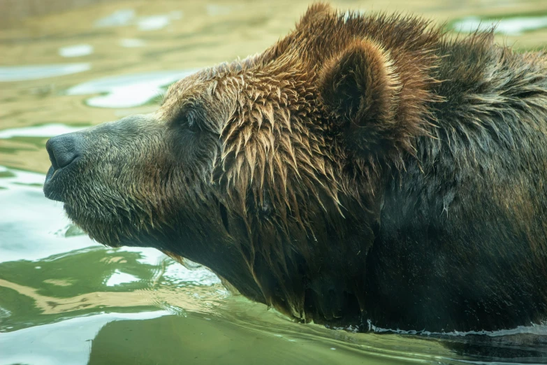 a brown bear is standing in the water