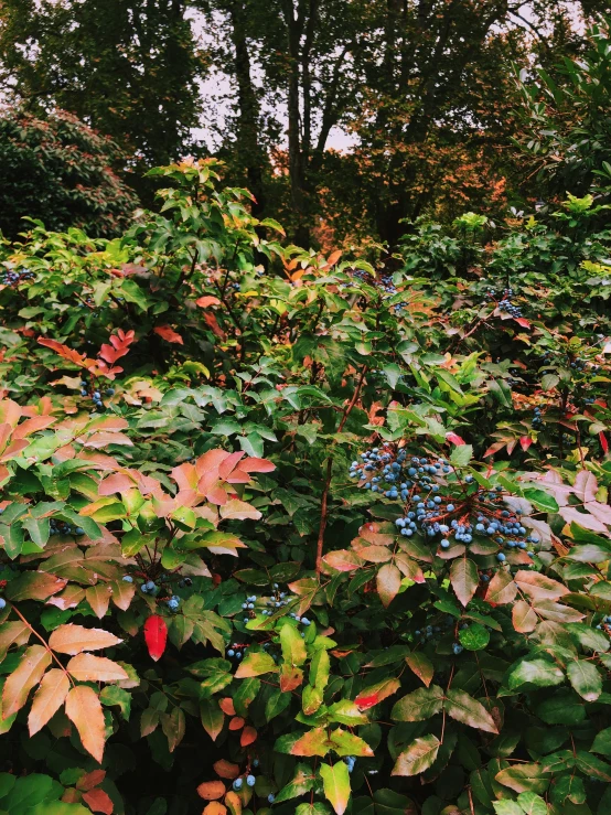 a patch of colorful leaves in a garden