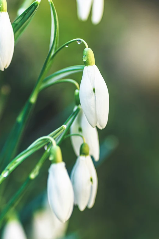 a bunch of white flowers that are on some plants