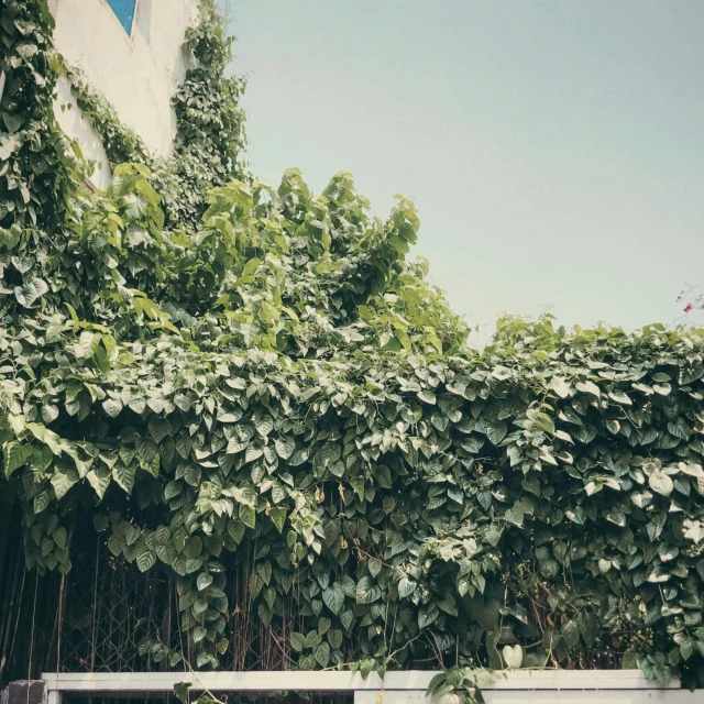 green plants on a building wall surrounding an open air parking space