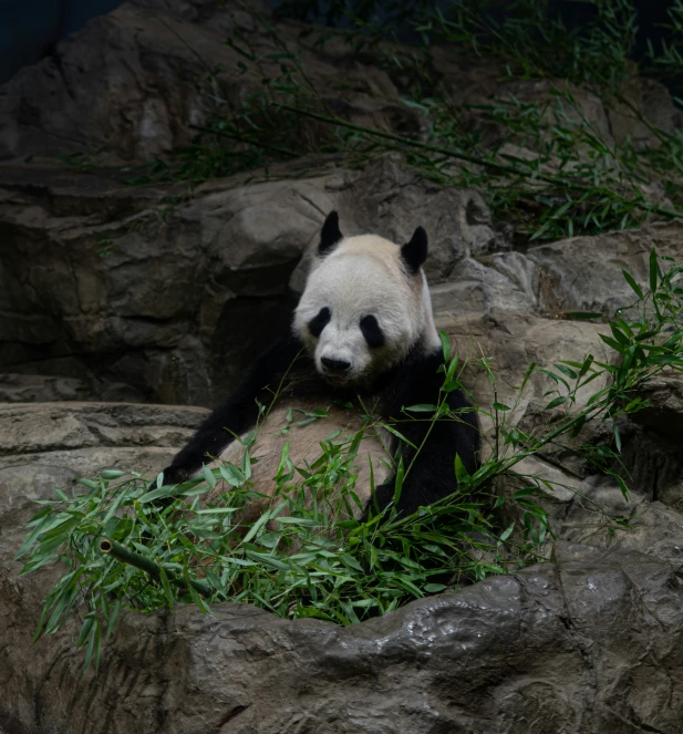 a panda bear eating bamboo in its zoo habitat