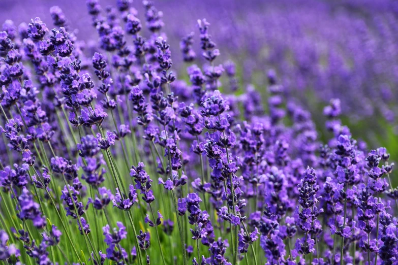 several rows of purple lavenders growing in the grass