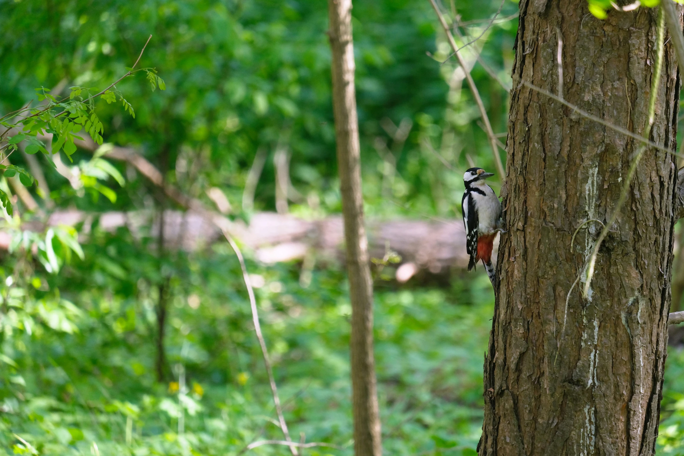 a bird that is sitting on a tree in the woods