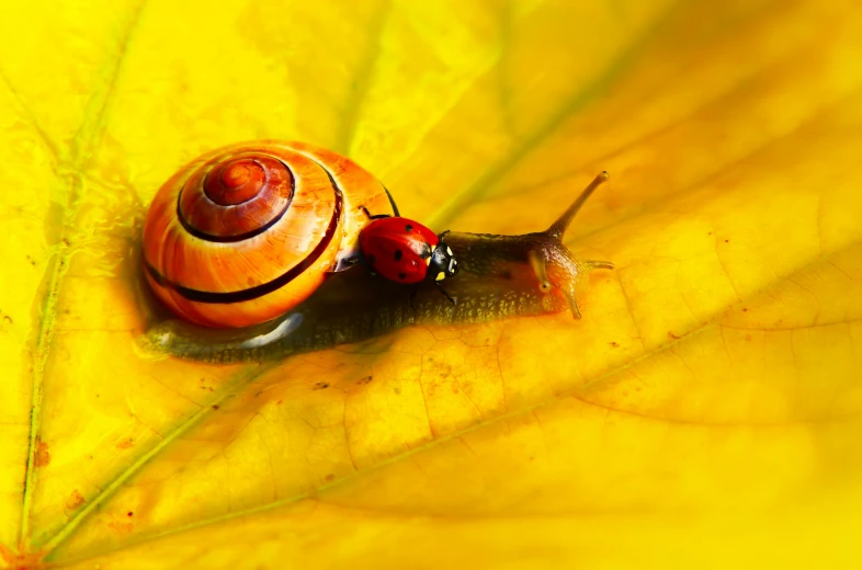 a snail is standing on top of a leaf