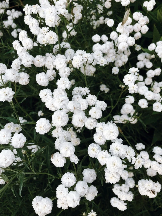 white flowers are blooming in a garden