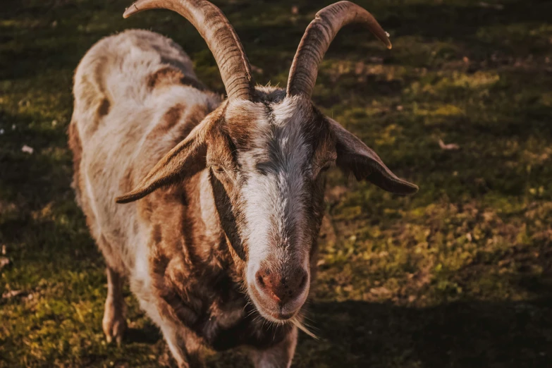 an animal with large horns walking across a grass covered field