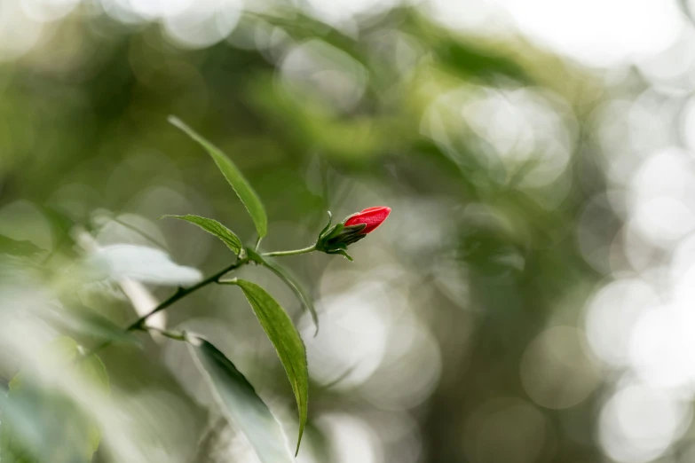 an image of a small flower that looks like a rose