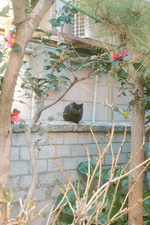 a black cat sits in the window sill looking out