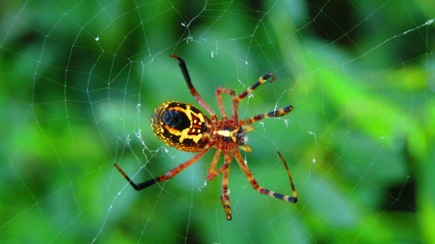 closeup view of a colorful spider on web