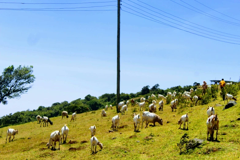 a herd of sheep grazing on a grass covered hillside