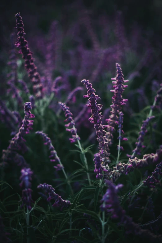 the purple plants are in the field near each other