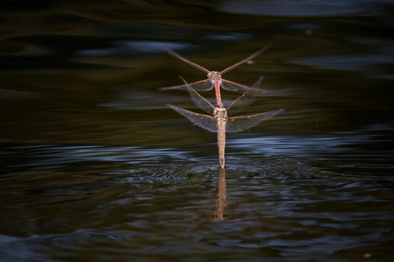 a dragon flying in the air over water