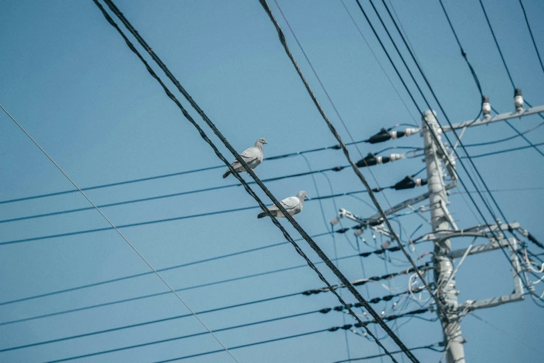 birds on wires and telephone poles against the blue sky