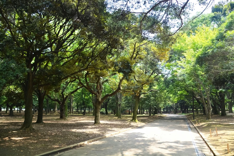 a tree filled park next to a long road