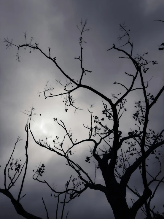 a bare tree with the sun in the sky