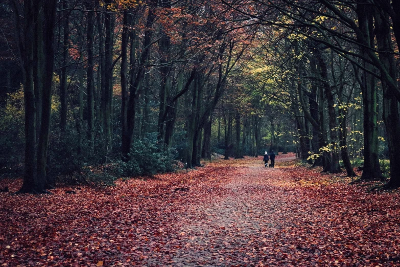 a person in the woods with red leaves