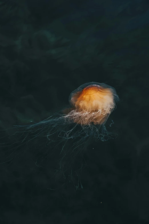 an orange jelly is floating on the water