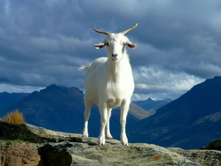 a goat with very long horns stands on rocks