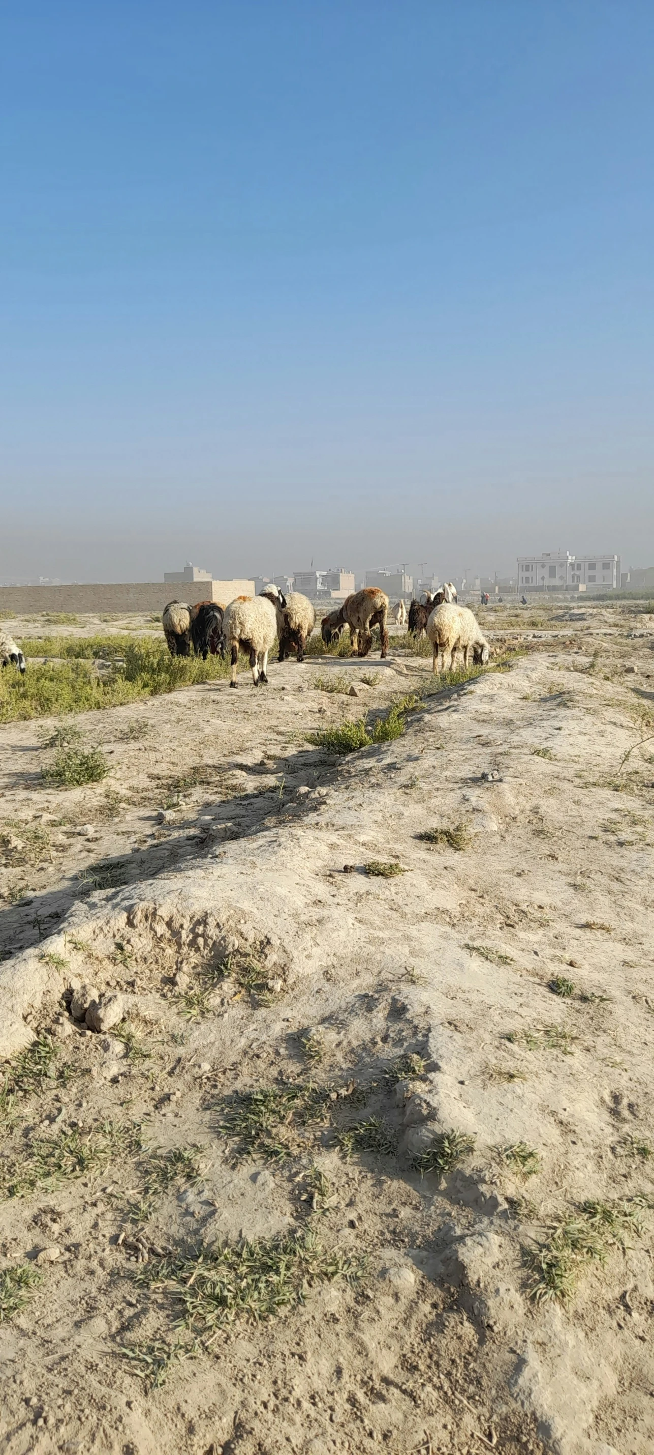 the field is full of sheep in dirt and grass