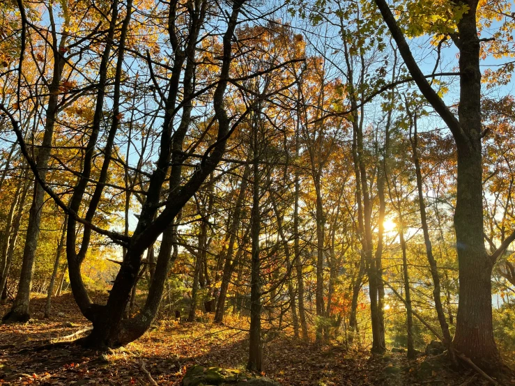 sun shining through the trees with no leaves