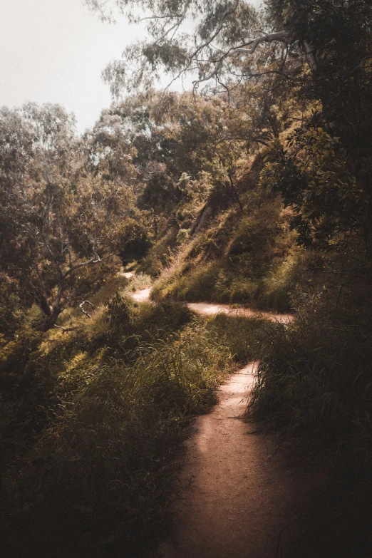 a pathway in the woods with light falling from it