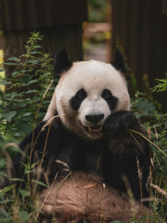 the panda bear is eating grass on the ground