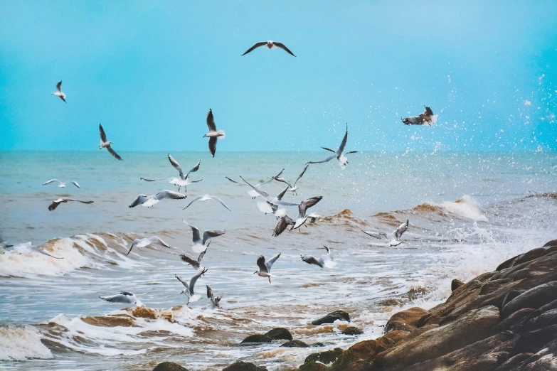 a flock of seagulls flying over the ocean near an island