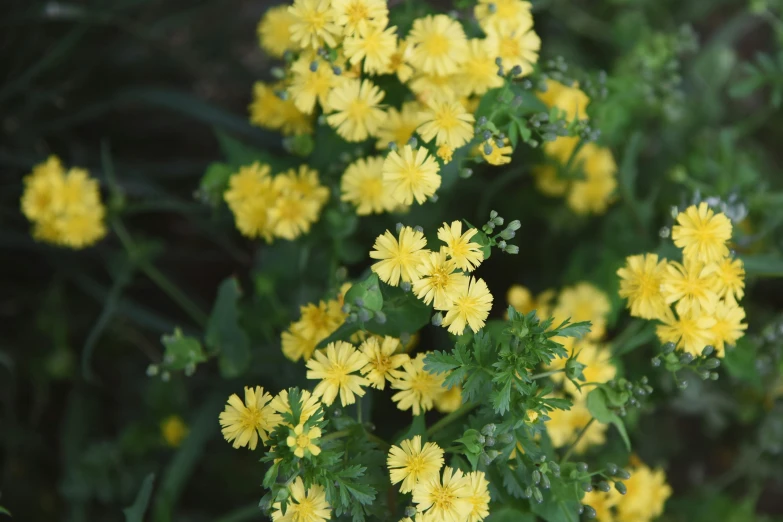 a field full of yellow flowers on the green stems