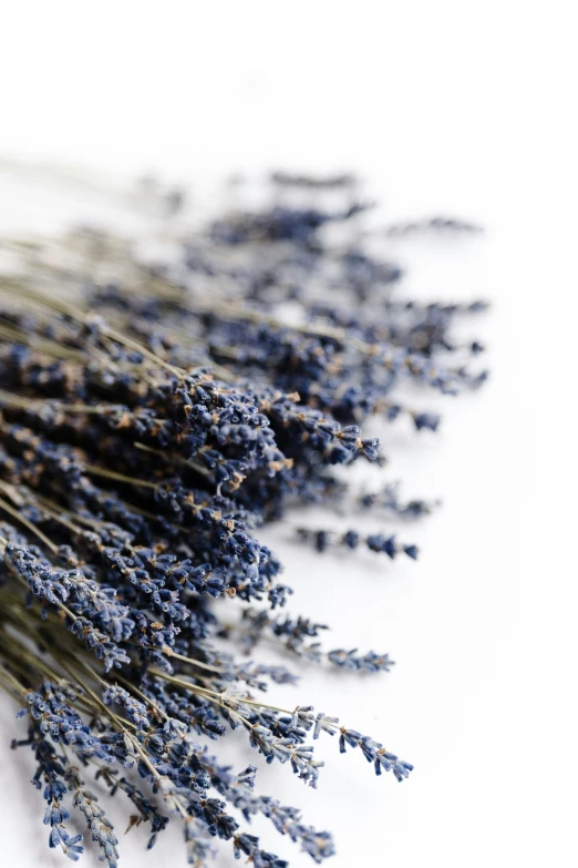 dried lavender flowers on white background