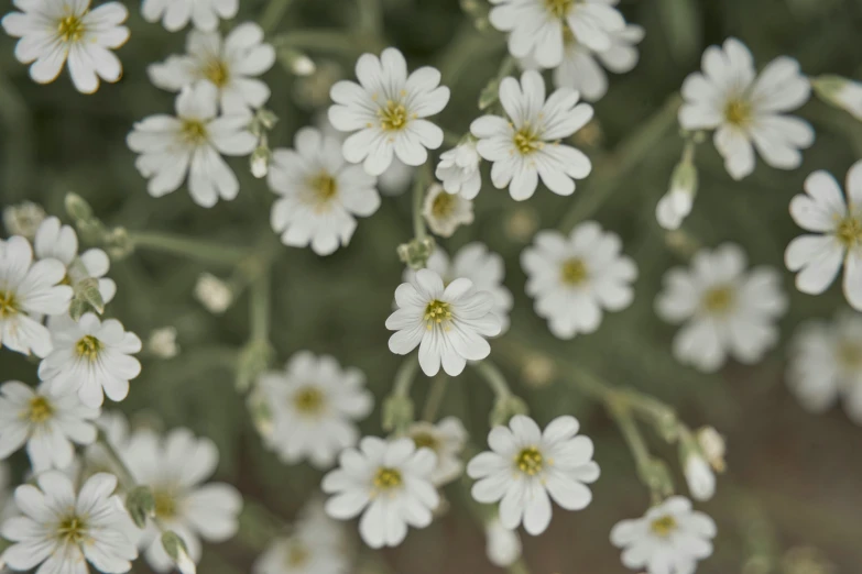 white and yellow flowers are on a green stem