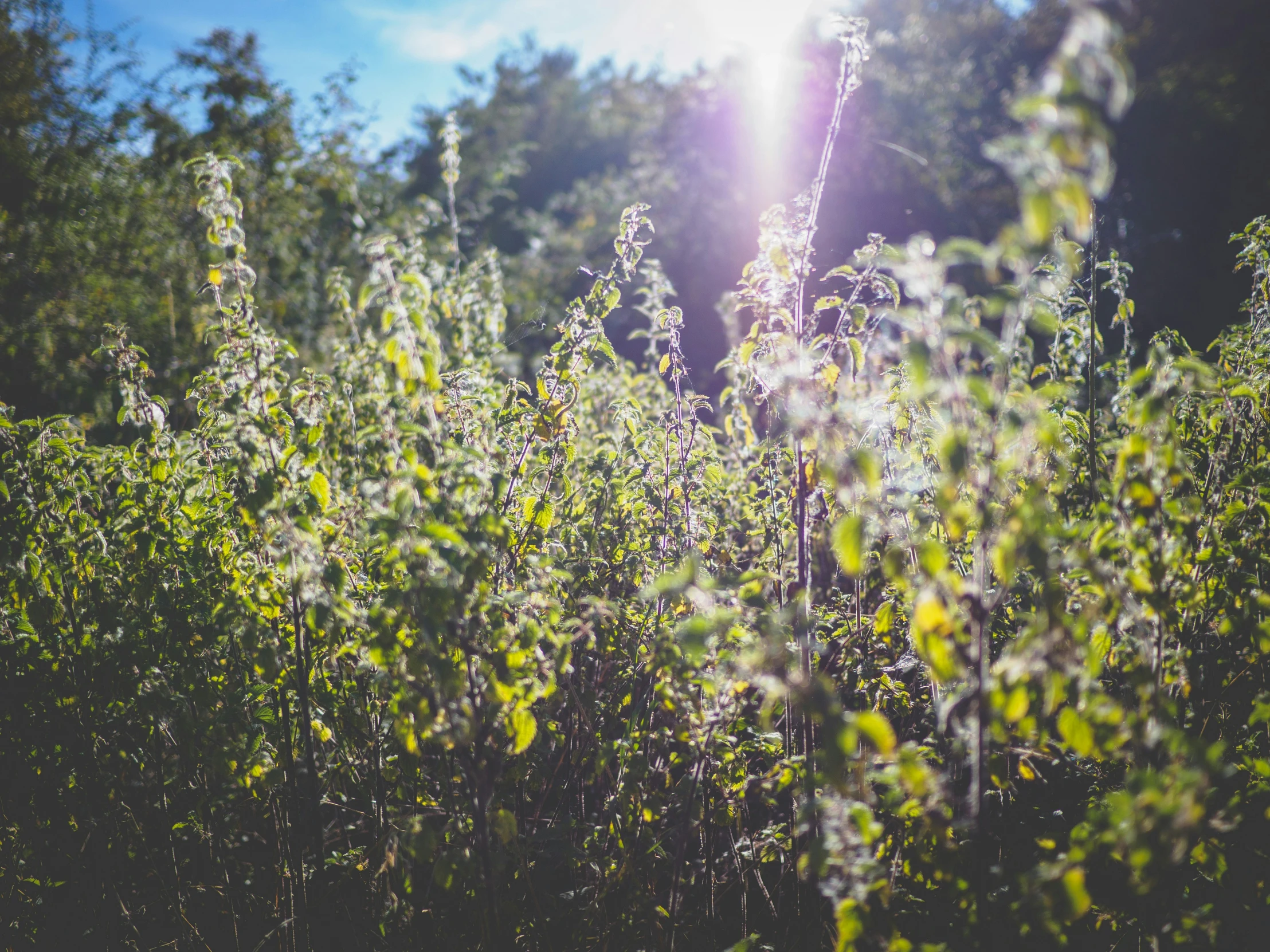 the view through a bush with bright sunlight