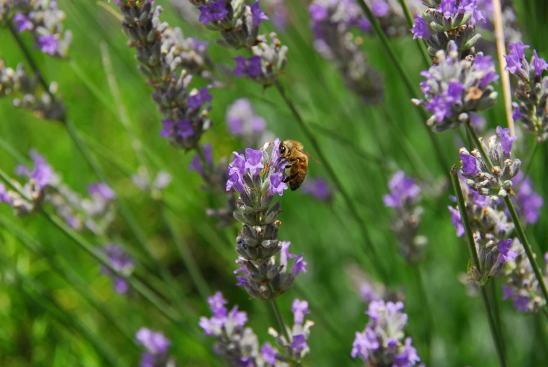 a honeybee is on some flowers in the garden