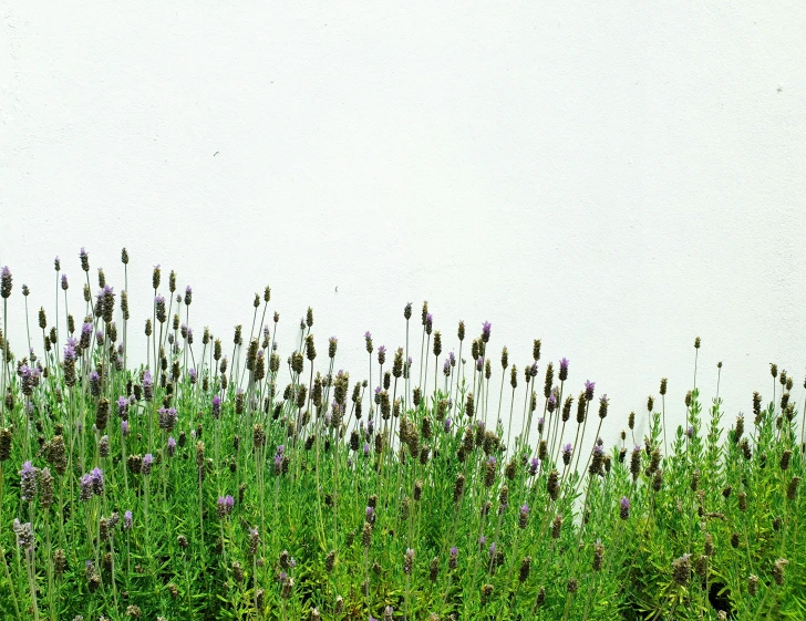 a field that has some kind of flower and grass in it