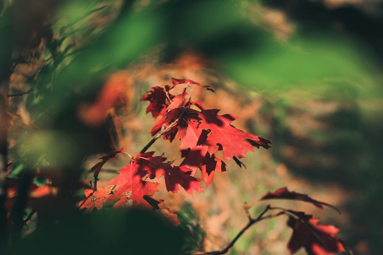 this is a pograph of autumn leaves