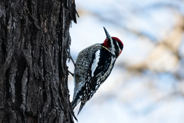 a woodpecker sits in the center of a tree