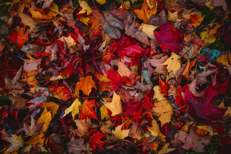 a pile of leaves on the ground that is brown, yellow and red