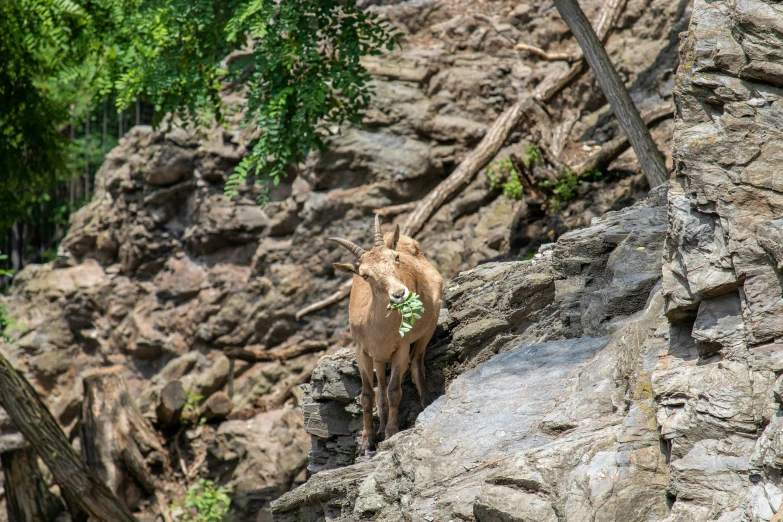 a small animal is eating on some leaves