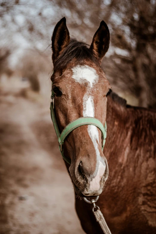 a horse with a harness on the back is standing on a path