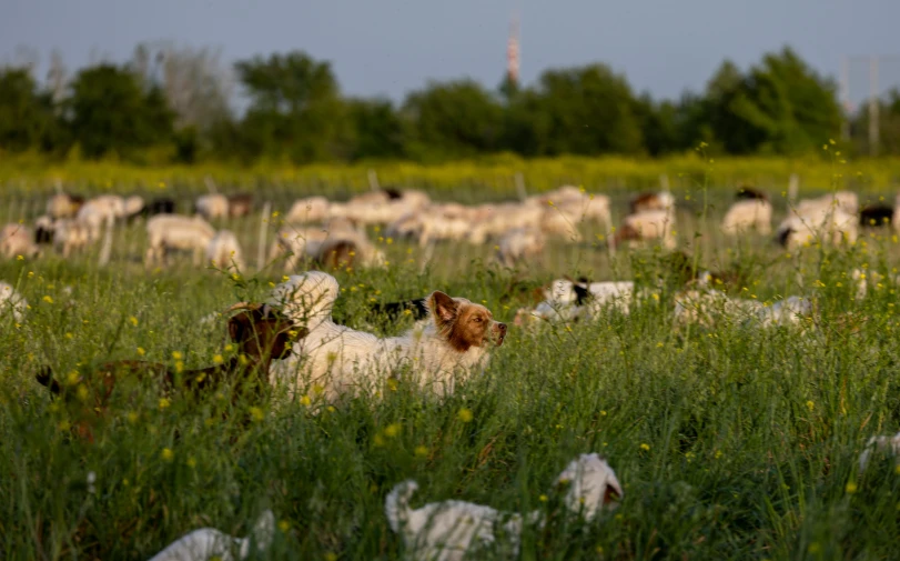 several sheep are grazing in the field together